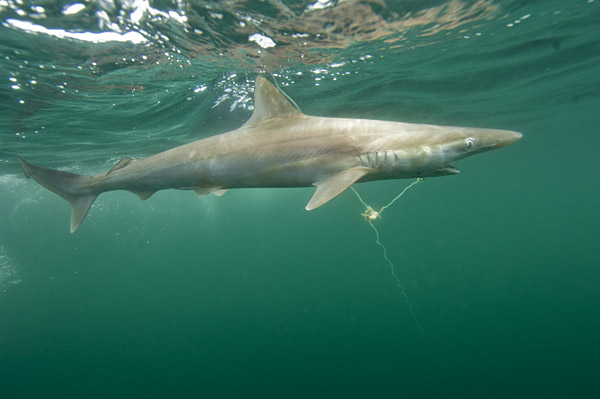 Pacific sharpnose shark - Alchetron, the free social encyclopedia